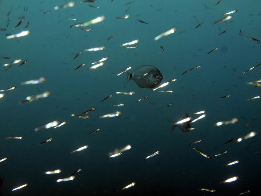 Madeira - Atalaia Diving Center, Madeira allgemein,Portugal,Ährenfische,Schwarm