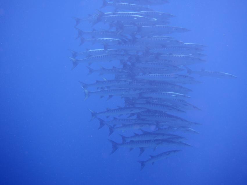 Apo Reef; Barracuda, Apo Reef, Pandan Island, Sablayan, Philippinen