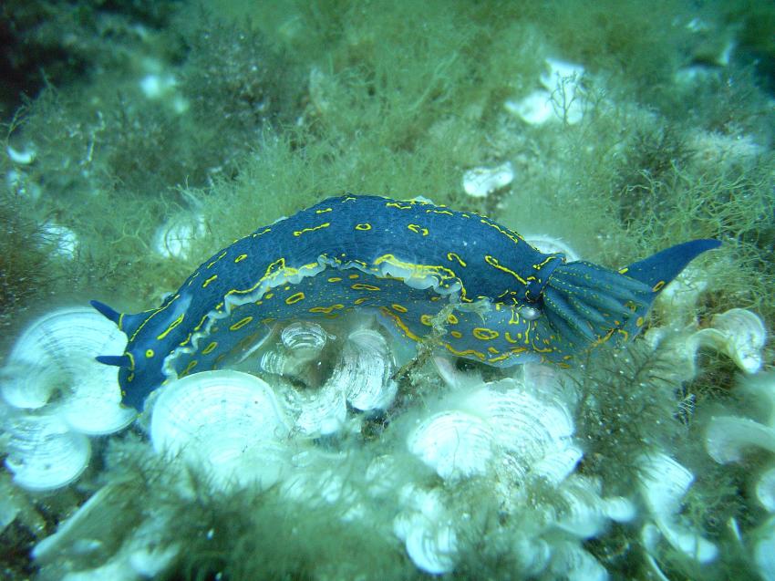 Mero Diving - Cala Ratjada - Mallorca, Mallorca,Cala Ratjada,Spanien