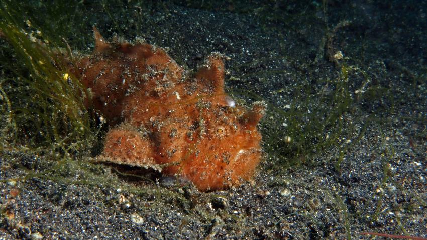 Frogfishmania Part 3, Lembeh Strait,Nord Sulawesi,Indonesien,Anglerfisch,Frogfisch