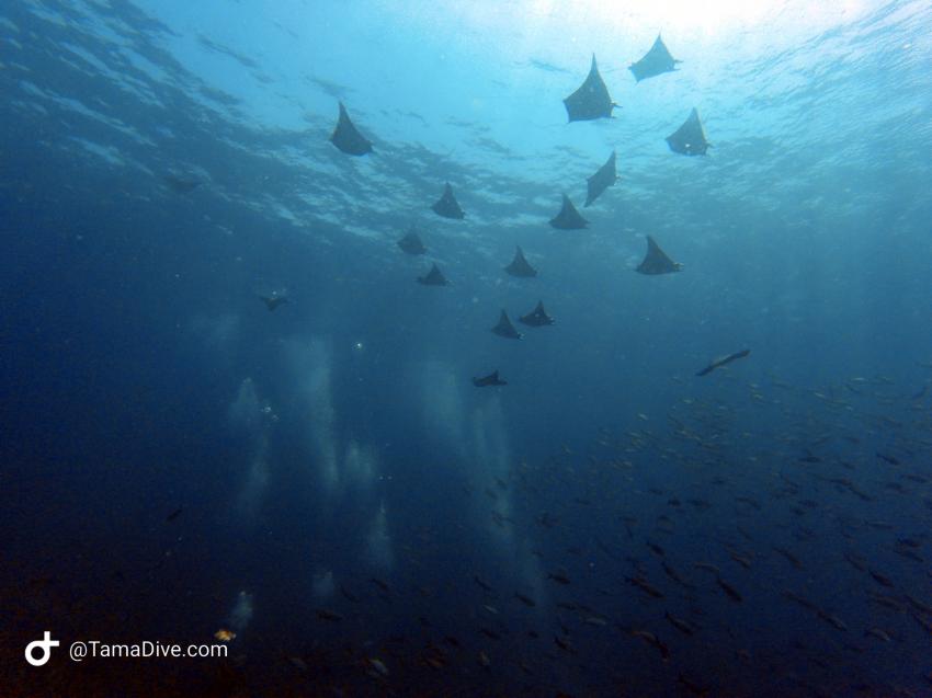 Mobula rays, TamaDive Dive School, Tamarindo, Costa Rica