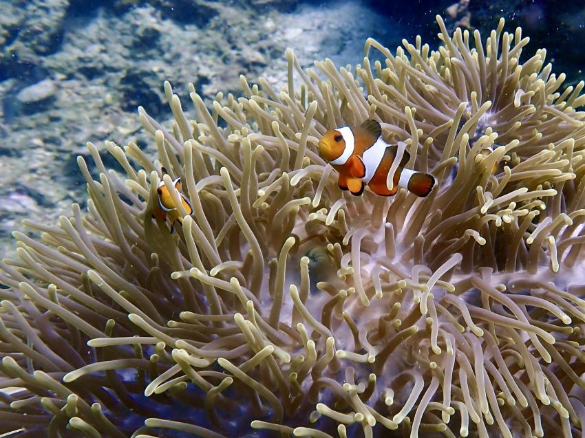 Aloha Diving, Rawai, Phuket, Thailand, Andamanensee