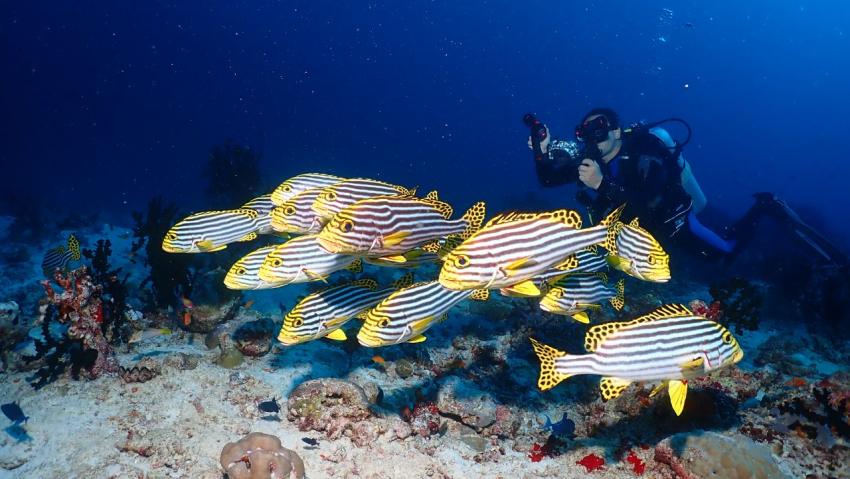 DivePoint Guraidhoo, Malediven