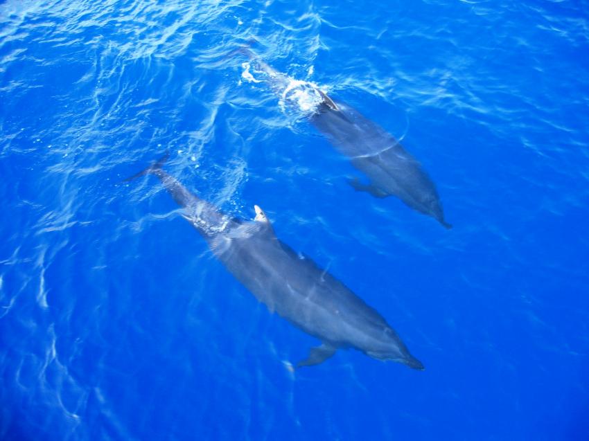 Delfine von oben