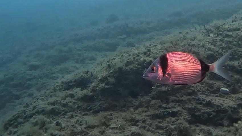 Zweistreifenbrasse, Scubacenter Sv. Marina, Kroatien