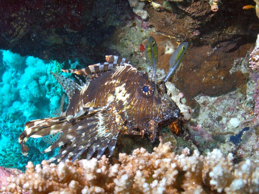 Safaga 01/2011 Teil 5, Safaga - allgemein,Ägypten