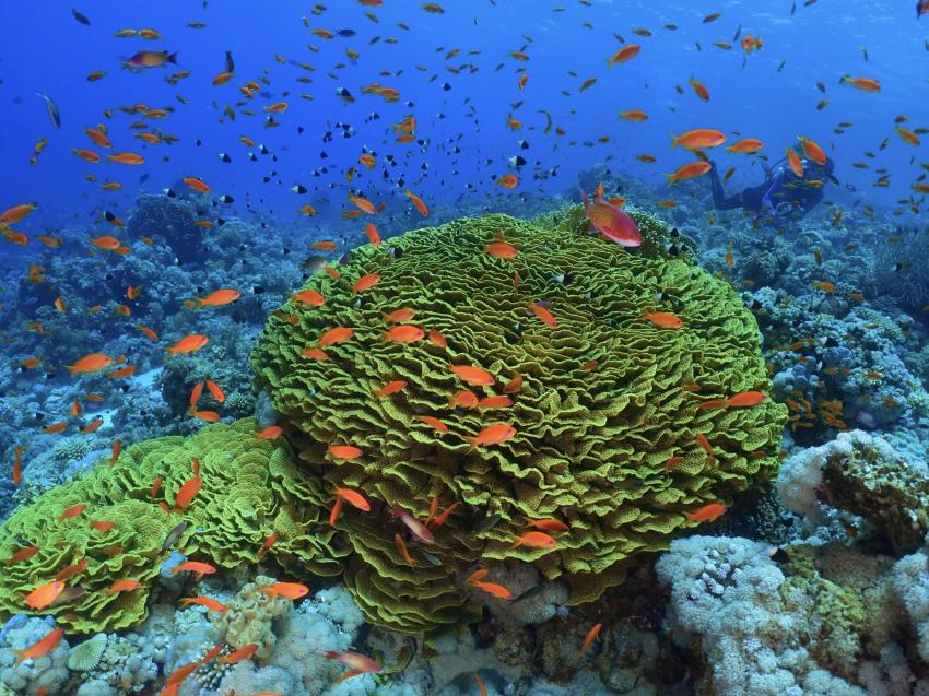 Jackson Reef, Blue Ocean Dive Club Sharm El Sheikh, Ägypten, Sinai-Süd bis Nabq