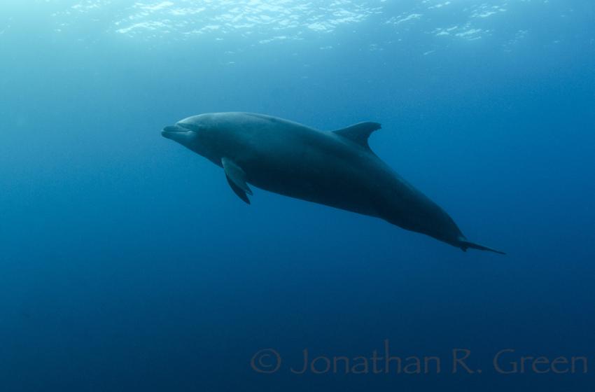 Delfine begleiten unseren Sicherheitsstopp, Galapagos, Ecuador, Tauchsafari, Tauchen, Delfin, Galapagos Shark Diving