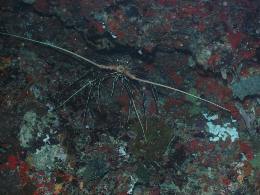 Fesdu Hausriff - Night Dive, Fesdu Hausriff,Malediven