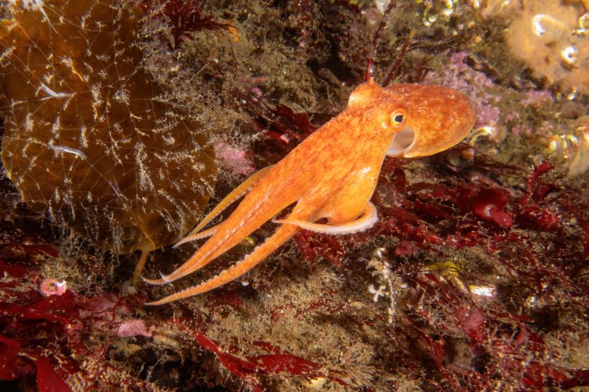 North Atlantic Diving - Färöer, Färöer