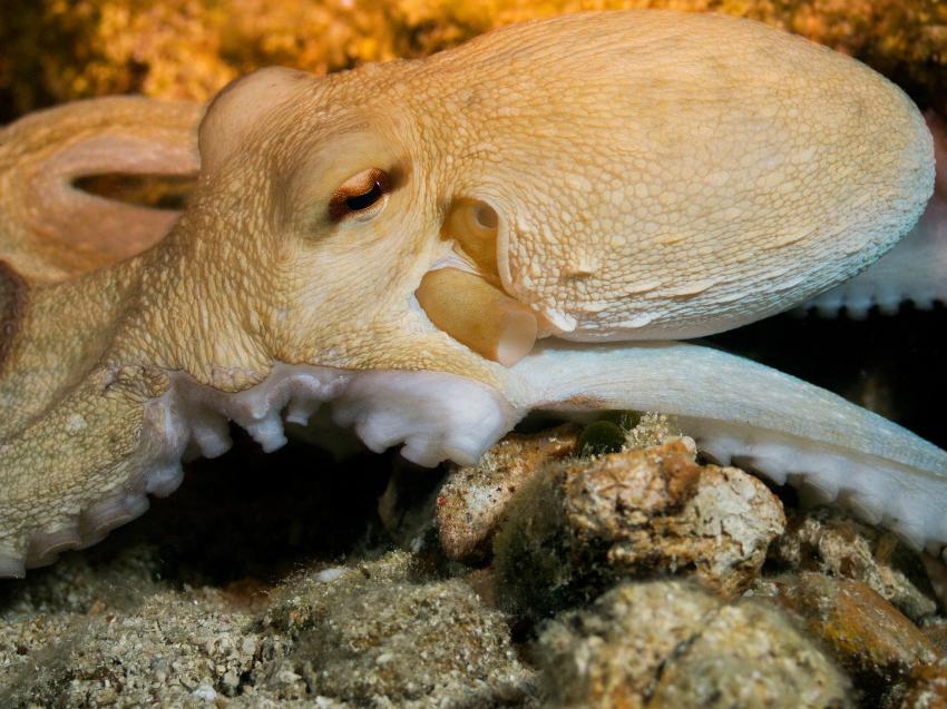 Octopusi, Südliche Ägäis - Symi - Halbinsel Datca,Türkei