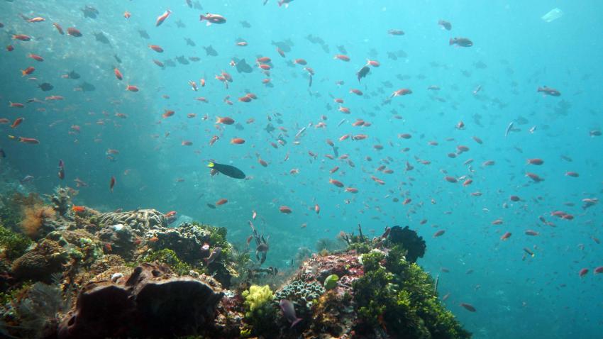 Alami Alor Dive Resort, Indonesien, Allgemein