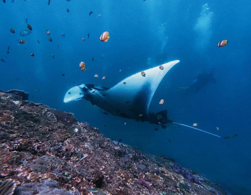 Manta ray, Dive Shop Maldives, Fenfushi, Malediven