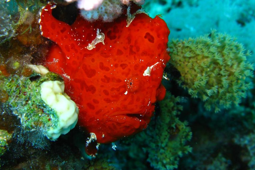 Anglerfisch und mehr, Safaga ORCA - Dive Clubs,Ägypten,Anglerfisch,Antennariidae,Frogfisch,rot