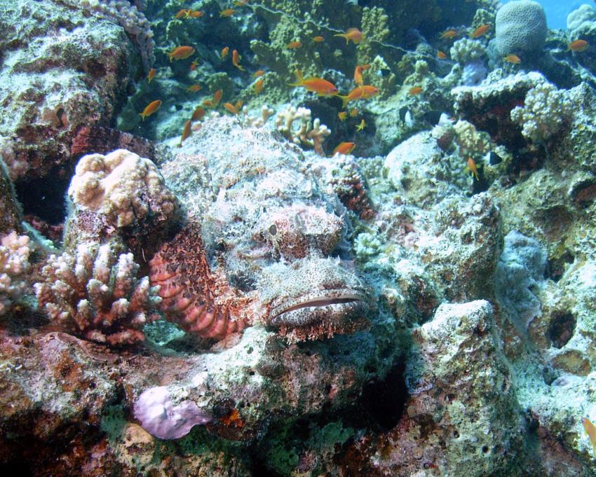 Safaga 01/2011 Teil 3, Safaga - allgemein,Ägypten