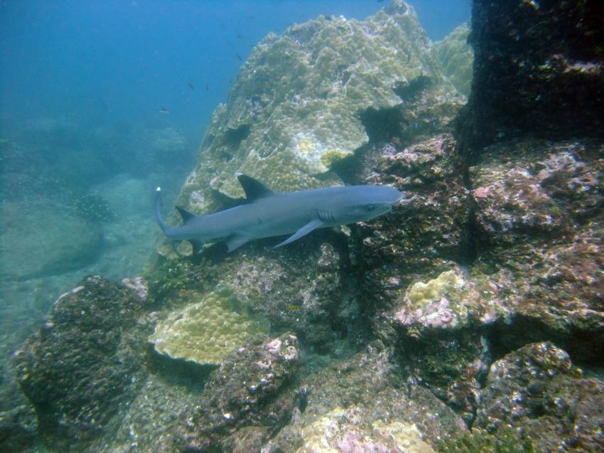 Weißspitzen-Riffhai, Panama Dive Center, Santa Catalina, Panama