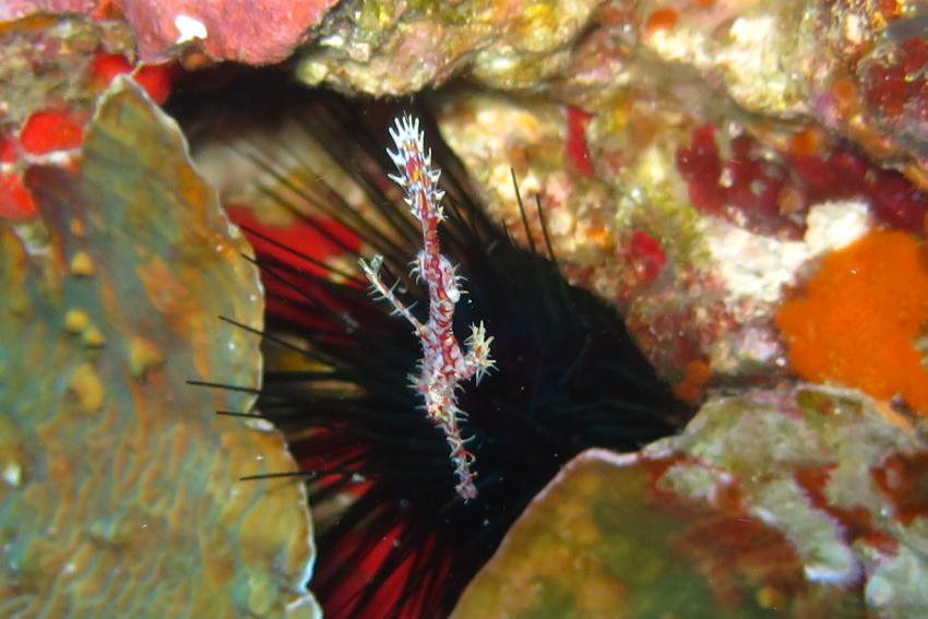 Geisterfetzenfisch, Richelieu Rock,Thailand