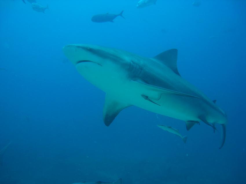 The Bistro - Full of Sharks, Beqa Lagoon,Fidschi,Bullenhai,Hai