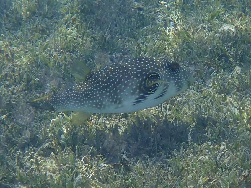 Coraya Divers, Coraya Bay, Marsa Alam, Ägypten, El Quseir bis Port Ghalib