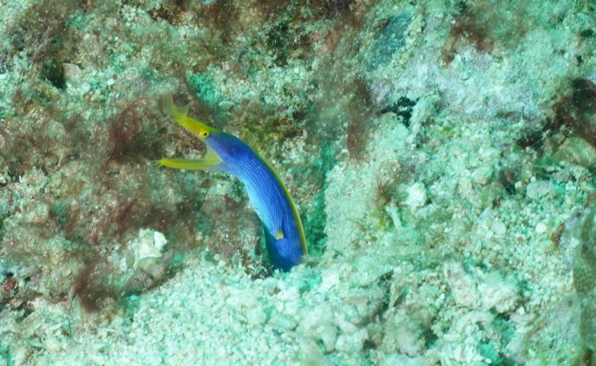 diving.DE, Akasha Beach Club, Bira, Indonesien, Sulawesi