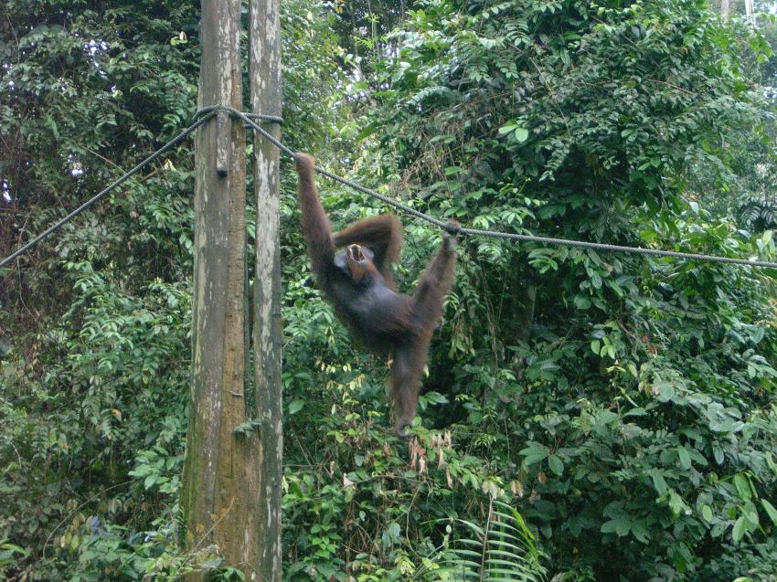 Mabul, Mabul,Malaysia,Affe,an Stromleitung,hängt,brüllt