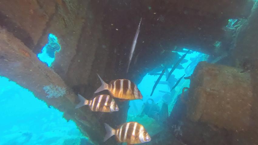 Wrack, Zeus Dive Center, Playa del Ingles, Gran Canaria, Spanien, Kanaren (Kanarische Inseln)