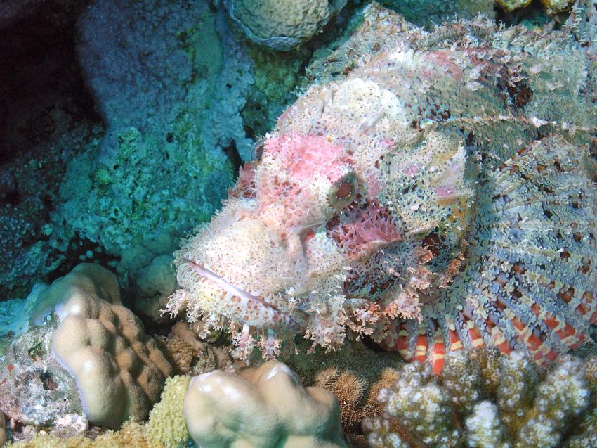 Safaga 01/2011 Teil 5, Safaga - allgemein,Ägypten