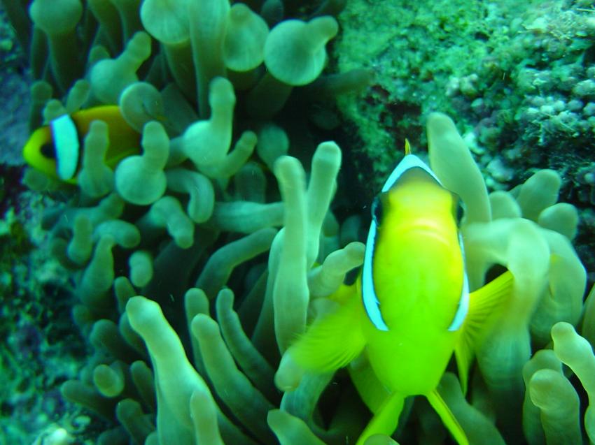 Safaga, Safaga - allgemein,Ägypten