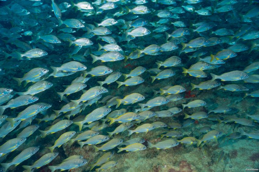 Im Schwarm, Zeus Dive Center, Playa del Ingles, Gran Canaria, Spanien, Kanaren (Kanarische Inseln)