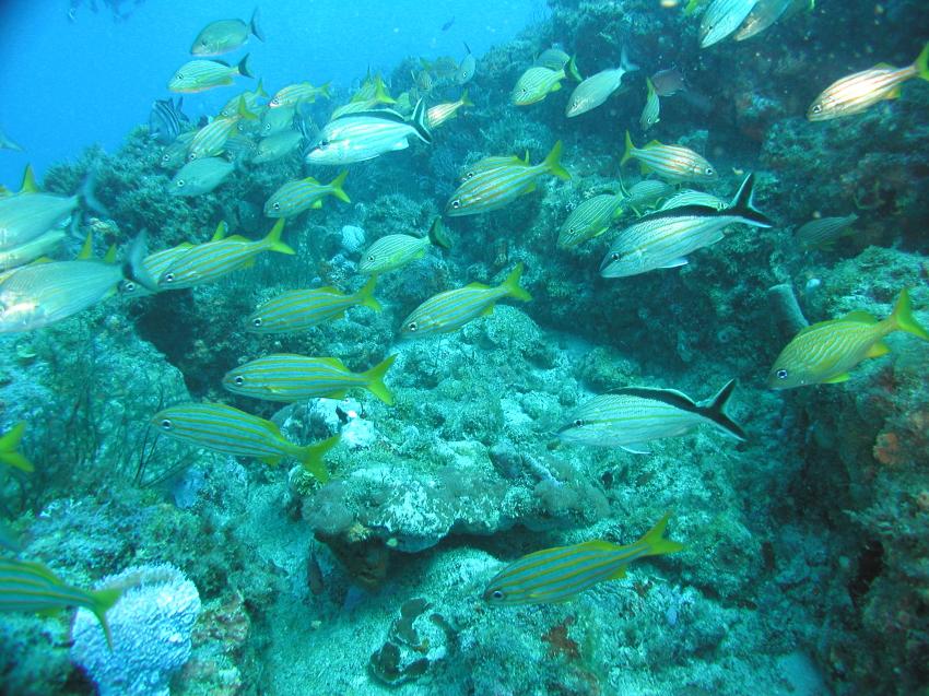 Riviera Beach - Reef ´Juno Ledge´, Riviera Beach,FL,Florida,USA