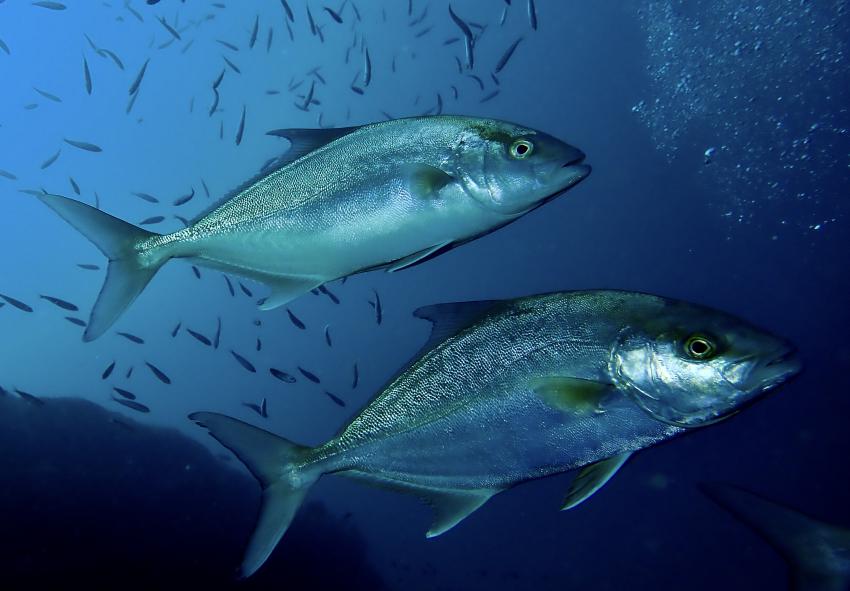 Fuerteventura Buceo Diving Center,  Jandia, Spanien, Kanaren (Kanarische Inseln)