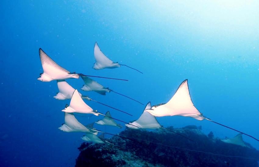 DivePoint Guraidhoo, Malediven