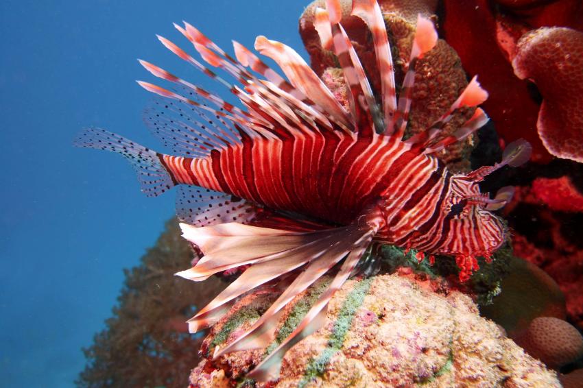 Red lionfish (Pterosis volitans) at dive site Kichwani, Mnemba Atoll Marine Park, #lionfish #fundiverszanzibar #local #padi #diveresort #nungwi #zanzibar #zanzibarisland #tanzania #eastafrica #indianocean #mnemba #kichwani #reef #corals #marinelife #oceanlove #scubadiving #scuba #diving #snorkeling #padicourses, Fun Divers Zanzibar, Nu