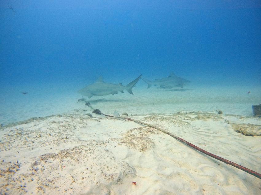 Deep Dive Mexico- Deutsche Tauchschule in Playa del Carmen, Mexiko