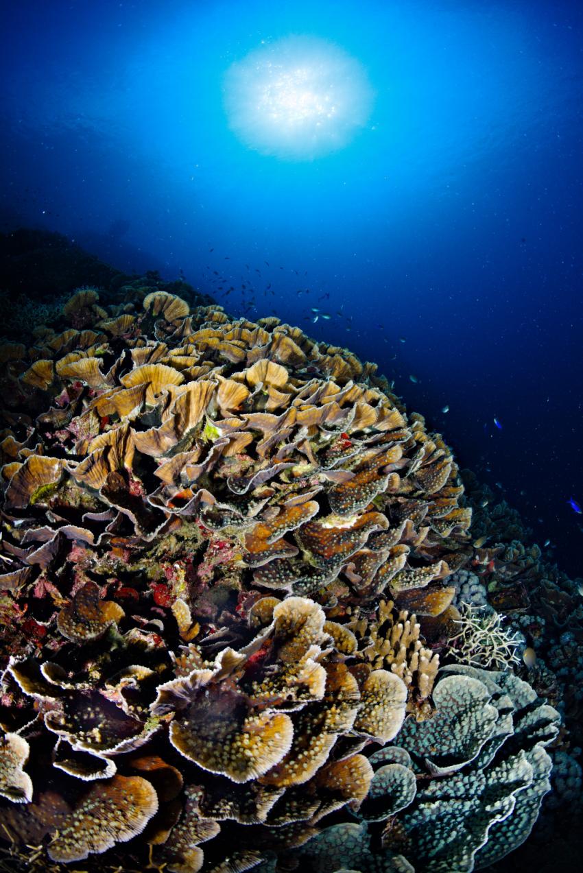 Fantasic Dive, Oceana Dive Resort, Gorontalo, Indonesien, Sulawesi