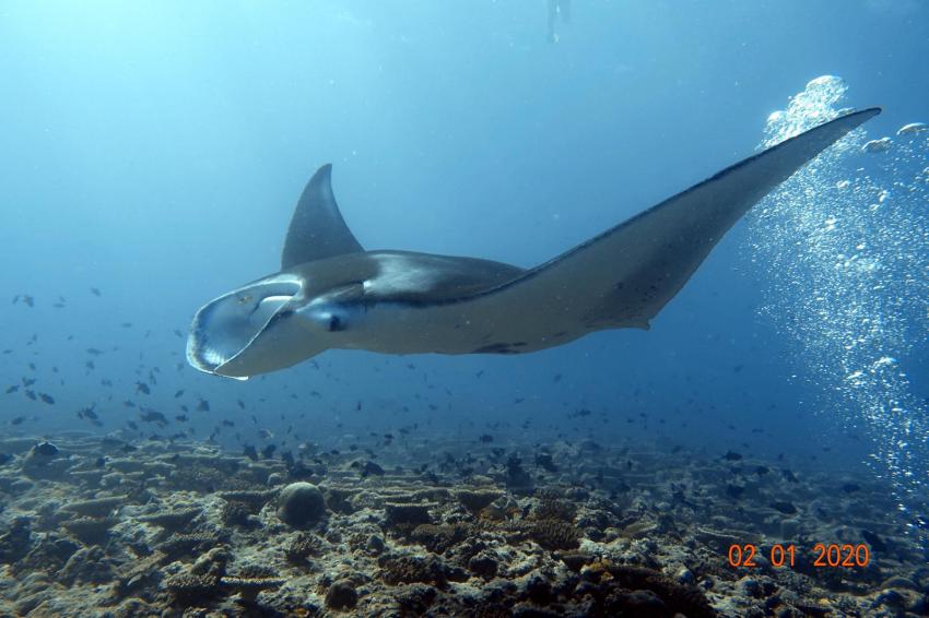 Shamar Divers Maamigili, Malediven