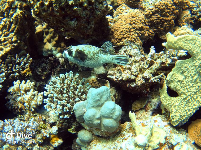 Wonderful Dive, Rohanou Resort, El Qusier, Ägypten, El Quseir bis Port Ghalib