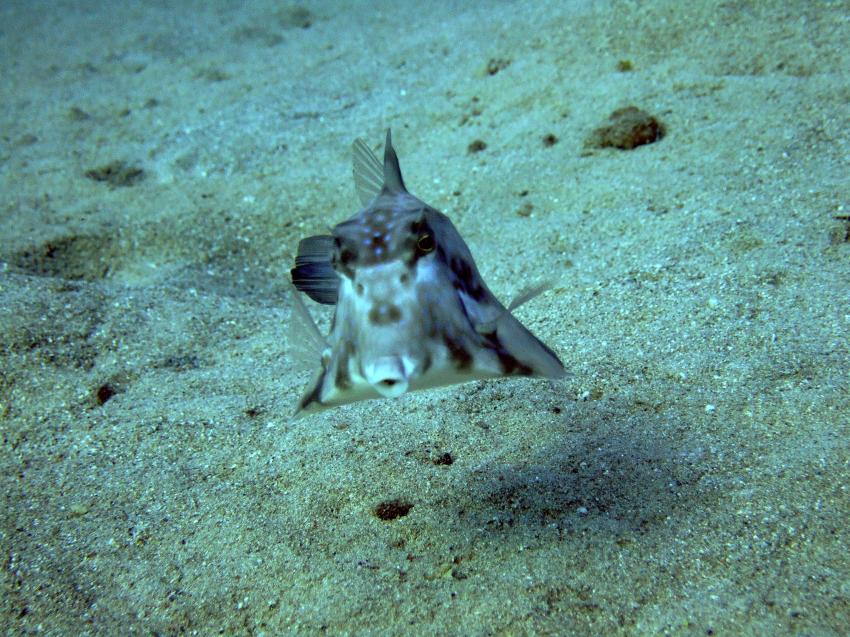 Gassous Bay, Coral Garden,Ägypten,Kofferfisch
