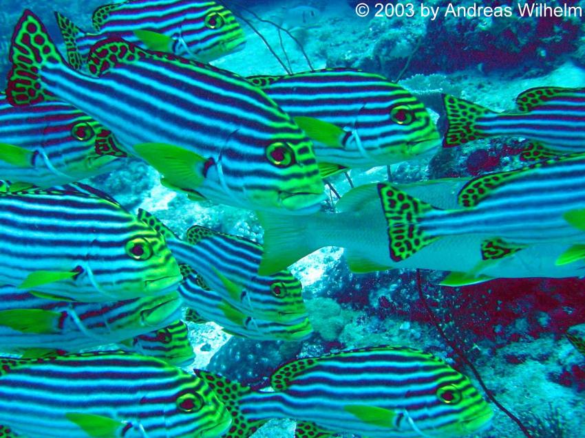 Lankan Reef (Nord Male Atoll), Lankan Reef,Nord Male Atoll,Malediven