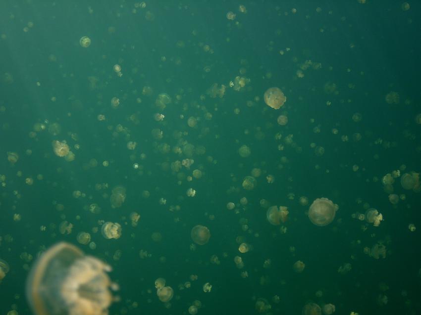 Jellyfish Lake, Jellyfish Lake,Palau