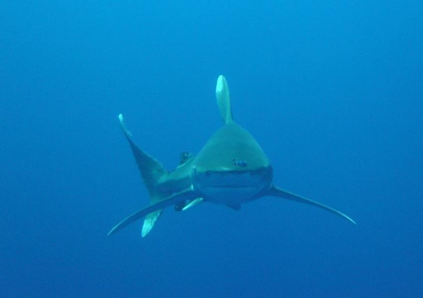 Carcharhinus Longimanus