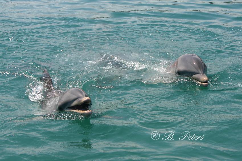 Bahia Naranjo, Bahia Naranjo,Kuba,Delphin,Delfin,Oberfläsche,schauen