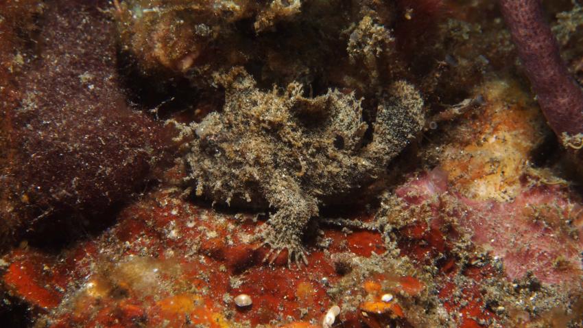 Frogfishmania - never stops at Lembeh, Lembeh Strait,Nord Sulawesi,Indonesien