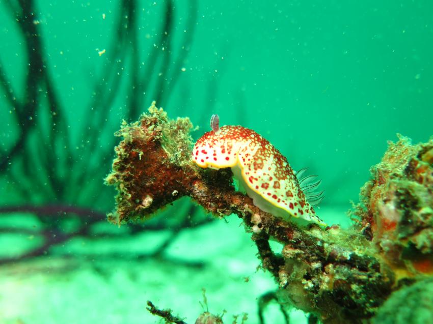 Nacktschnecke im Coral Garden, Extra Divers, Sifawy Boutique Hotel, Sifah, Oman