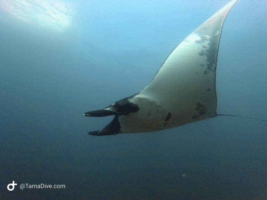 Manta, TamaDive Dive School, Tamarindo, Costa Rica