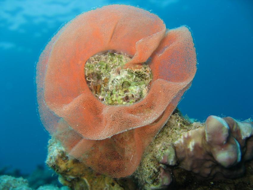 Sharm el Sheikh, Sharks Bay, Sharm el Sheikh - allgemein,Ägypten,Eigelege einer Span. Tänzerin