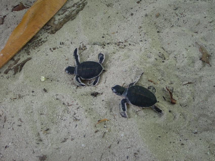 Mabul, Mabul,Malaysia,Lederschildkröte,Nachwuchs,an Land,geschlüpft