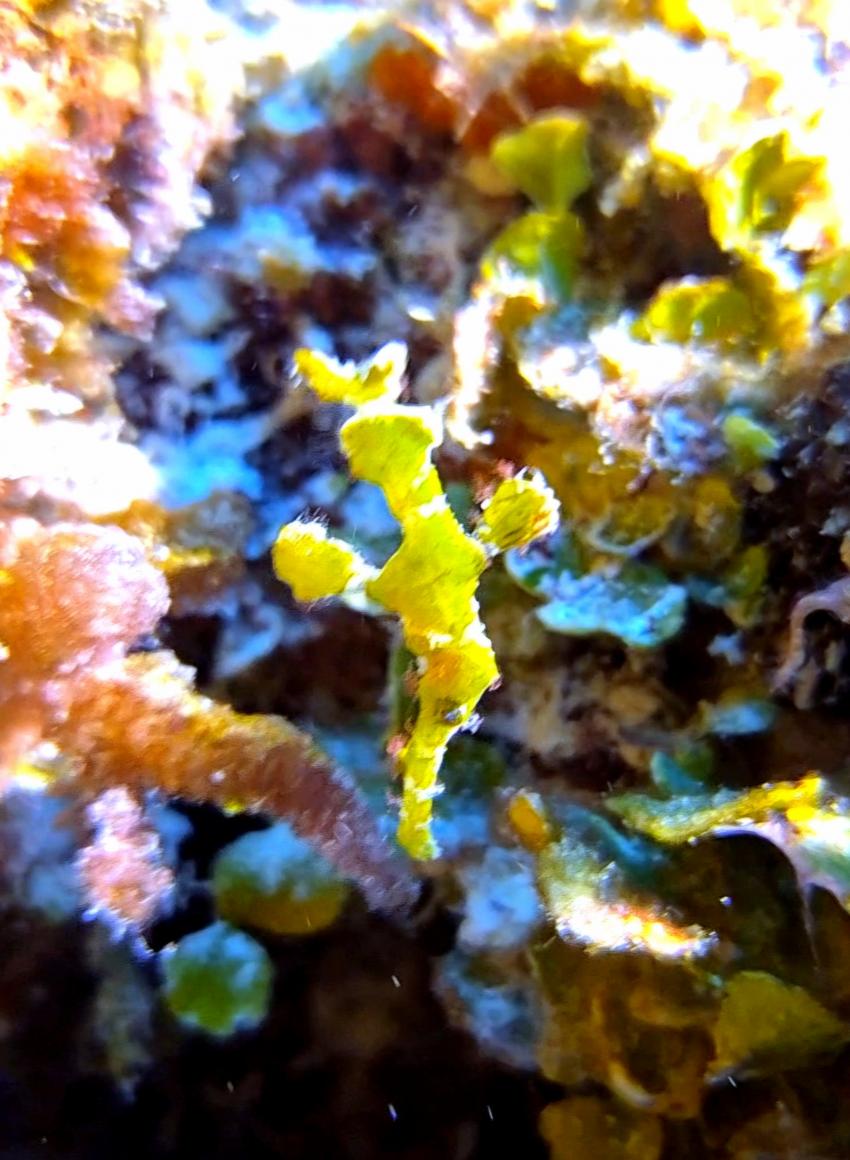 Geisterpfeifenfisch, DivePoint Rannalhi, Malediven