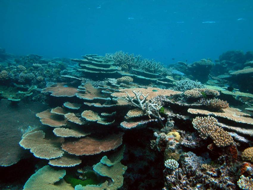Cairns Outer Reef, Cairns Outer Reef,Australien