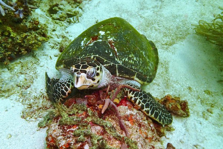 Große Meeresschildkröte